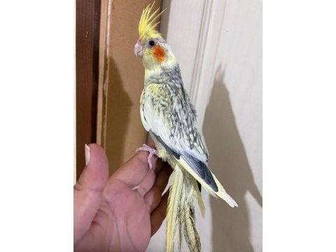59 günlük bebek sultan papağanı