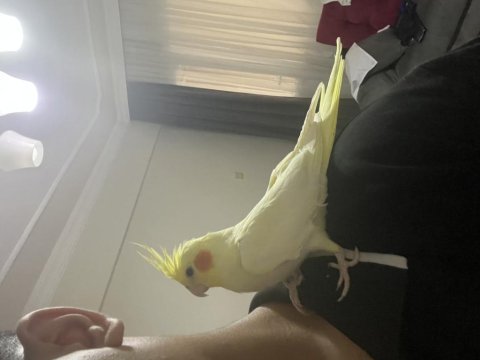 Full evcill sultan papağanı limon
