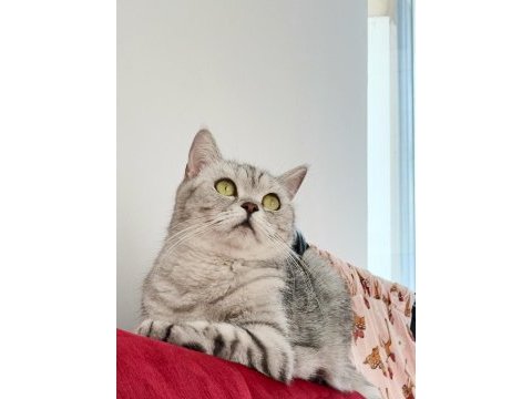 Balkız sultan papağanı ücretsiz sahiplendirme
