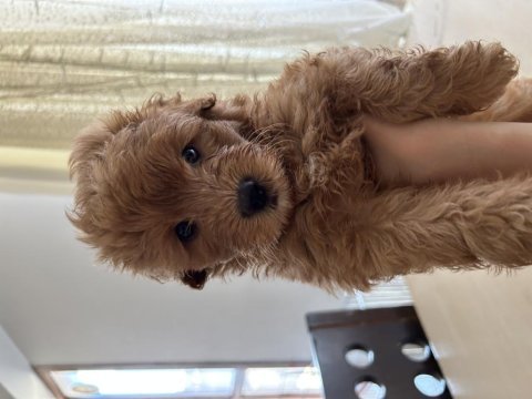 Tibetan terrier toy poodle kırması 45 günlük yavrular