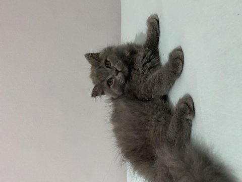 Scottish fold tuy yumagi bebegimize yuva
