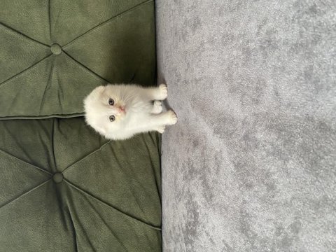 Scottish fold