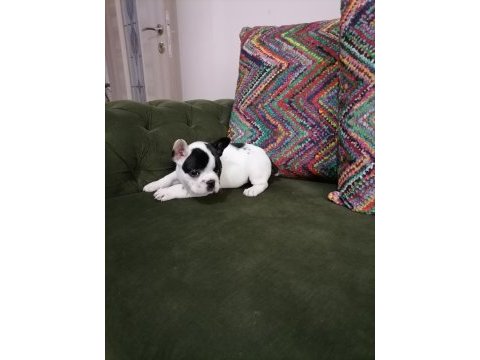 Anatomi harikası french bulldog bebekler