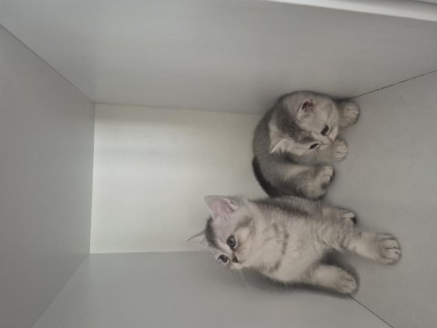 2 aylık british shorthair