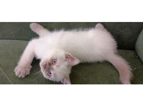 British shorthair bluepoint 2 aylık yavrular