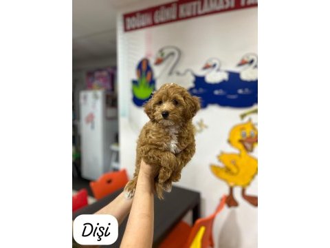 Maltipoo