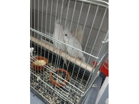 Albino eşli takım sultan papağanı