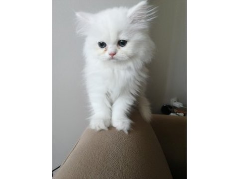 Kar beyaz british longhair dişi