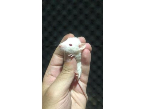 10 adet yavru rat hepsi sahiplendirilecektir
