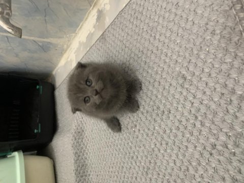 Scottish fold blue