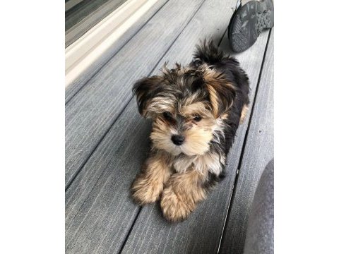 Bol tüylü pofuduk yavru yorkshire terrier