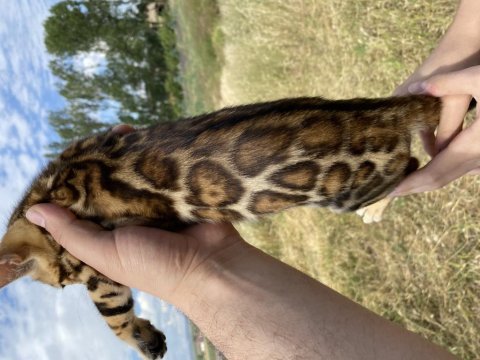Saf kan bengal kedisi