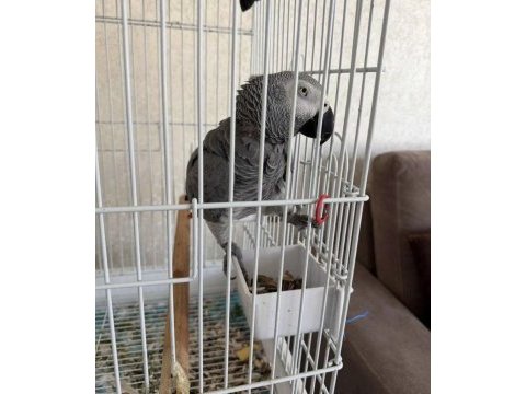 Konuşan jako papağanı ele alışık uysal