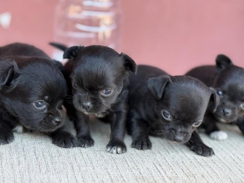 Xxs teacup chihuahua bebekler