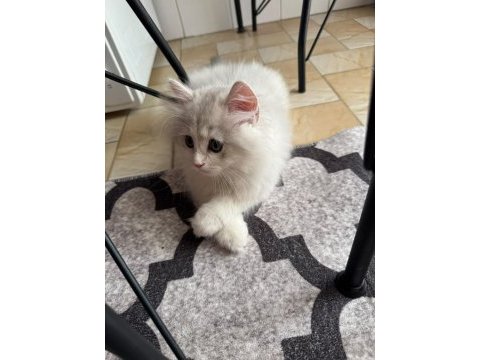 Tüm malzemeleri ile birlikte sahiplendirilecek kedimiz