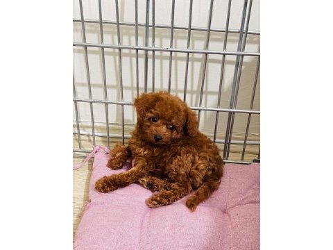 Toy poodle 3 aylık