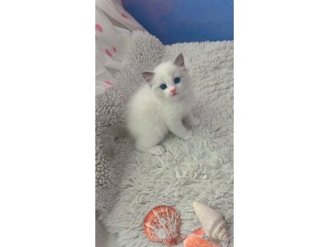 Anne altından safkan ragdoll yavru kediler