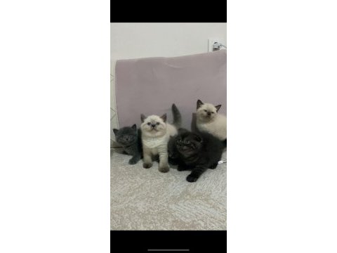Safkan orjinal ırk british shorthair yavrularımız
