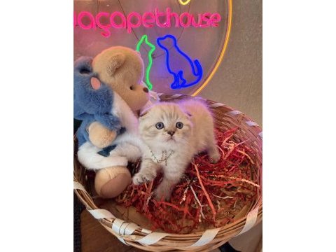 Scottish fold ayı bebekler safkan top kafalar
