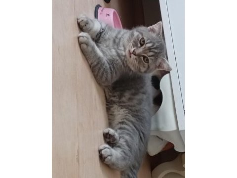 Minik şirin kedim