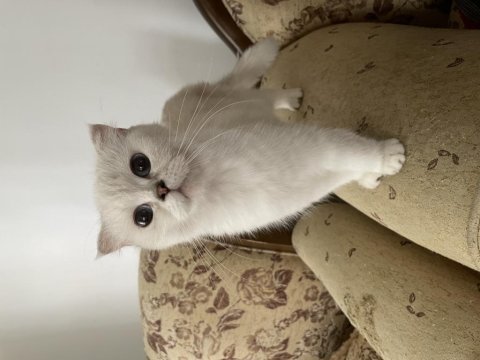 Scottish fold dişi secereli