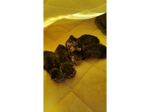 Kedilere yeni yuvalarını arıyorum
