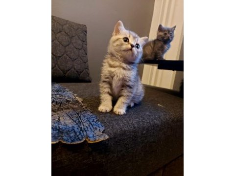 Anne altından silver british shorthair yavrumuz