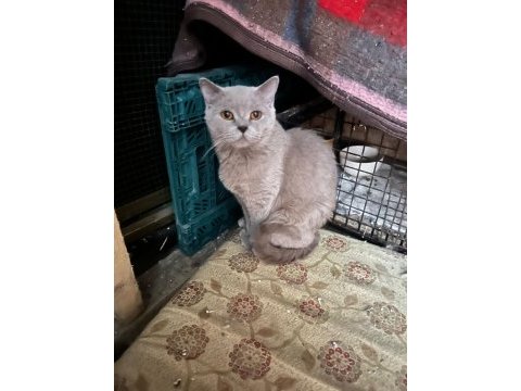 British shorthair kedisi
