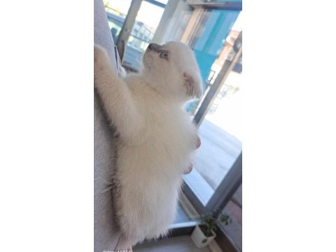 2 aylık scottish fold bebeklerimiz sahiplerini bekliyor
