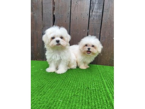 Kore maltese 3 aylık