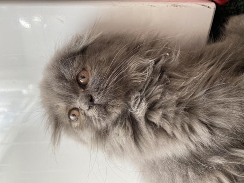 British longhair yavrum yeni yuvasını arıyor