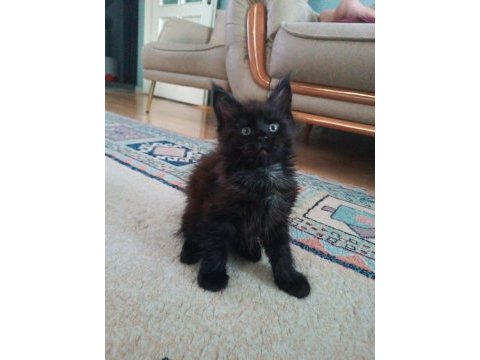 Maine coon kedimiz