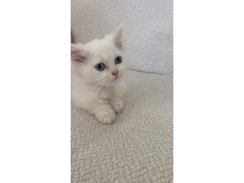 British longhair colorpoint