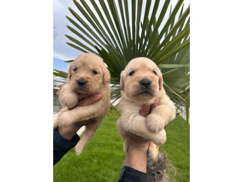 Golden retriever yavrular
