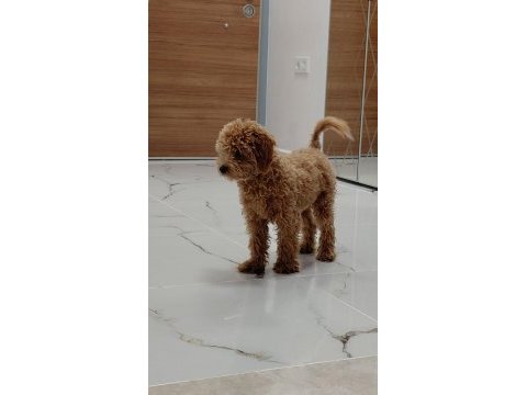 6 aylık erkek maltipoo aşıları tam