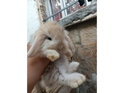 Lop tavşanı