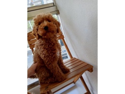 Köpeğimi bazı sebeplerden dolayı vereceğim