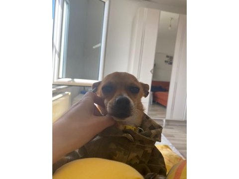 1,5 yaşında pinscher sahiplendirme