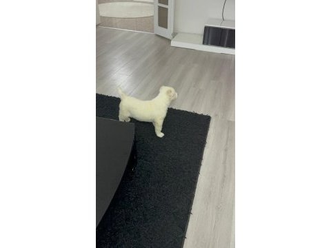 1. sınıf a kalite alabay yavrularımız