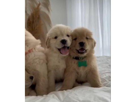 Çocuk dostu golden retriever yavrular