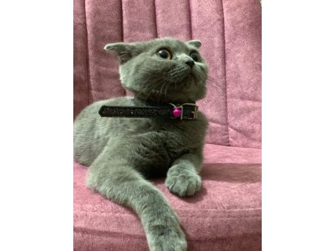 Sevimli dostumuza sıcak yuva scottish fold