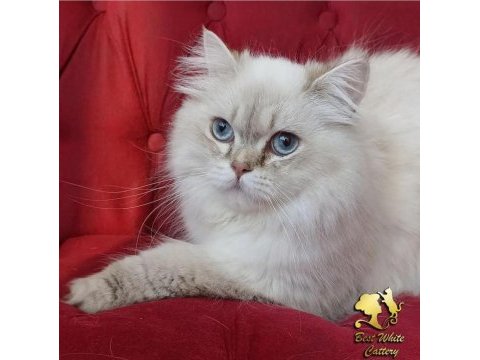 Maine coon iki yaşında