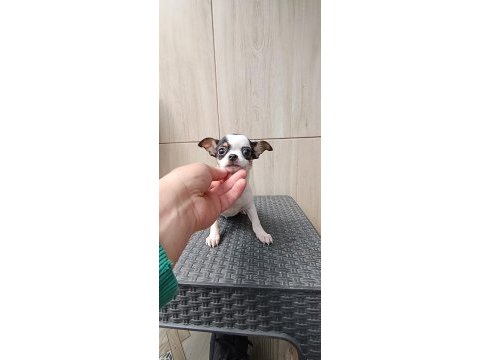 Safkan elma kafa teacup yavru chihuahua