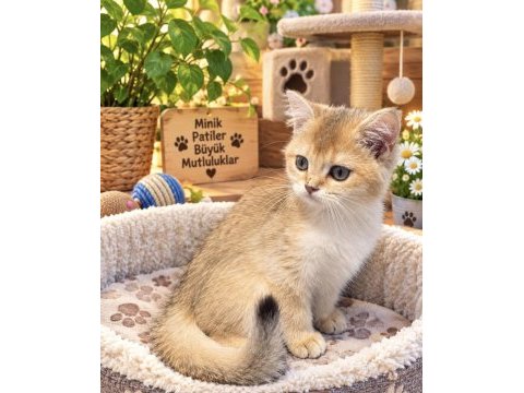 British shorthair golden