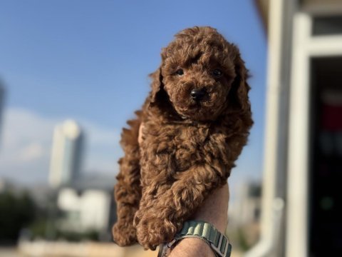 Redbrown toy poodle yavrularımız ziyarete açık