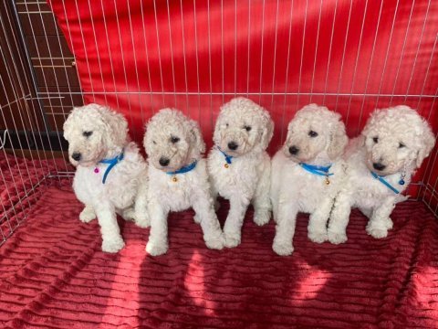 Çok uygun şartlarda dev poodle yavrular