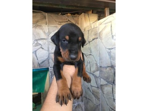 Doberman secereli yavrular