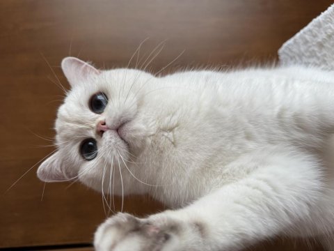 Kısırlaştırma şartıyla ücretsiz british shorthair