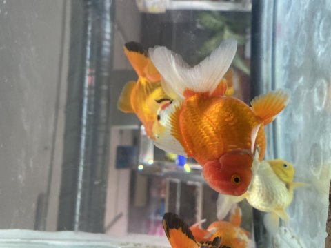 Baby fish aquarium adrese teslim alo gelsin