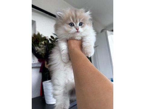 Harika gen hattına sahip kedimiz